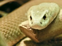 Insolite : du venin de serpent dans les médicaments