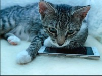 Insolite : Meow Talk, l'appli qui décode les miaulements de votre chat