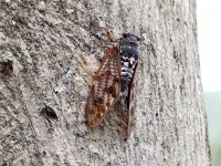 Insolite : pourquoi les cigales chantent-elles en été ?