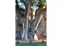 Insolite : quels sont les plus vieux arbres du monde ?