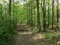 Investir dans une forêt : guide pratique