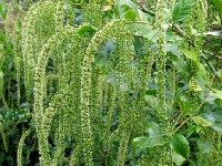 Itea ilicifolia : présentation et culture