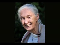 Jane Goodall : une vie au service des chimpanzés et de la planète