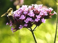 Jardin : 10 fleurs mellifères à planter pour aider les abeilles