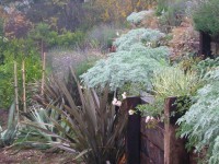 Jardin : 5 astuces pour protéger ses plantes de la canicule