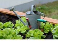 Jardin : 5 astuces pour protéger votre potager en été