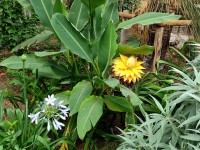 Jardin : 5 bonnes raisons d'adopter le bananier nain lotus d'or