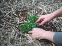 Jardin : 5 bonnes raisons d'utiliser de la paille