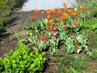 Jardin : 5 bonnes raisons de mettre des fleurs dans votre potager