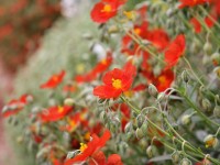 Jardin : 5 bonnes raisons de planter des hélianthèmes