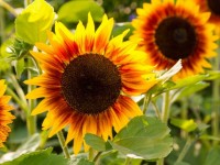 Jardin : 5 bonnes raisons de planter des tournesols