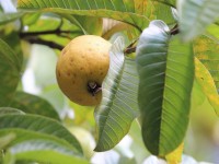 Jardin : 5 bonnes raisons de planter un goyavier