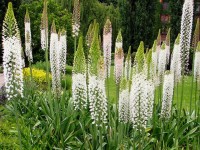 Jardin : 5 bulbes spectaculaires à cultiver