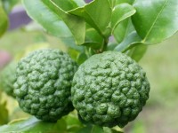 Jardin : 5 choses à savoir sur le combava