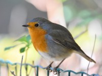 Jardin : 5 choses à savoir sur le rouge-gorge