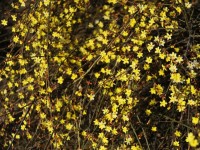 Jardin : 5 choses à savoir sur les différents jasmins