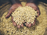 Jardin : 5 choses à savoir sur les semences paysannes