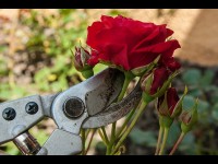 Jardin : 5 conseils d'entretien des rosiers