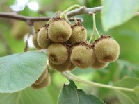 Jardin : 5 fruits exotiques qui poussent en France