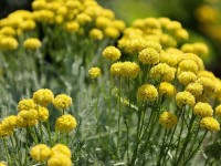 Jardin : 5 plantes à fleurs qui résistent à la sécheresse