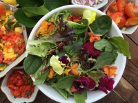 Jardin : 6 fleurs de printemps comestibles