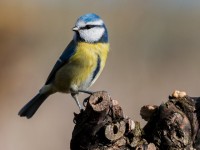 Jardin : attirer les mésanges contre les chenilles processionnaires