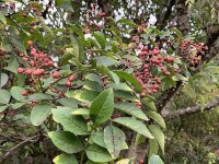 Jardin : comment cultiver le poivre du Sichuan ?