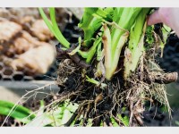 Jardin : comment diviser une plante vivace ?