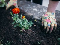 Jardin : comment éviter les accidents de la main ?