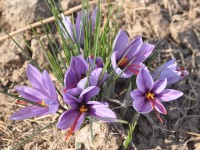 Jardin : la culture du safran en 5 questions