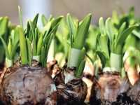 Jardin : les bulbes de printemps, c’est maintenant !