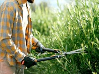 Jardin : quand tailler les haies pour les oiseaux ?