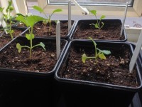 Jardin : quelles fleurs semer en hiver ?