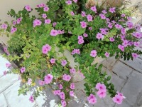 Jardin : tout savoir sur le pétunia