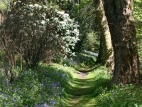 Jardin à l'ombre : quelles plantes choisir ?