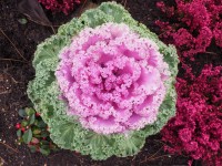 Jardin en hiver : 5 astuces pour mettre de la couleur