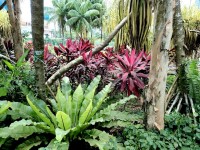 Jardin jungle : 5 plantes pour suivre cette tendance
