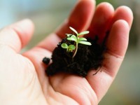 Jardin potager : 5 conseils pour réussir ses semis