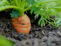 Jardin potager : 5 légumes à semer en août