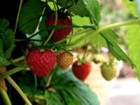 Jardin potager : que semer ou planter en avril ?