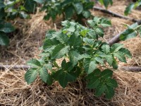 Jardin potager : quel paillage pour quelle plante ?