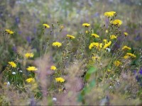 Jardin punk : pourquoi essayer le jardin sans entretien d'Éric Lenoir