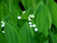 Jardinage : 5 conseils d'entretien du muguet