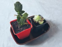 Jardinage : 5 conseils pour rempoter une plante grasse