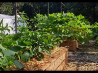 Jardinage : 5 erreurs de débutant au potager