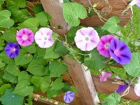 Jardinage : 5 plantes à fleurs à semer avec des enfants