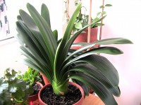 Jardinage : 8 erreurs à éviter avec les plantes d'intérieur