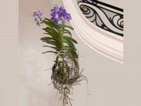 Jardinage : c'est quoi, une plante épiphyte ?