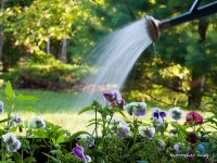 Jardinage : le vocabulaire du jardin pour débutants