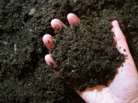 Jardinage : pourquoi vous devriez éviter d'utiliser de la tourbe